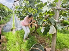 -马陆小张葡萄园农家乐