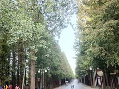 -日照海滨国家森林公园