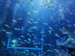-秦皇岛新澳海底世界