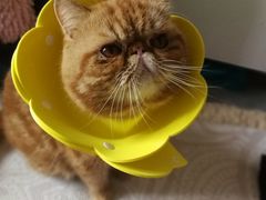 -创凡宠物医院·骨专科  猫科中心(西乡分院)