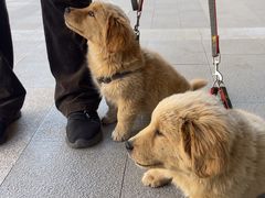 -中农国际动物医院24小时·猫科·骨科·急重症中心