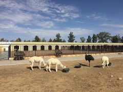 -恩格贝生态旅游区