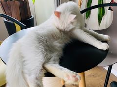 -东方名猫馆·英短金渐层布偶猫舍(环线广场1号楼店)