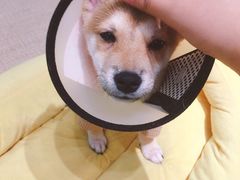 -逗柴咖啡屋·狗咖猫咖宠物桌游