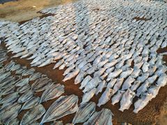 -尼甘布海鲜市场