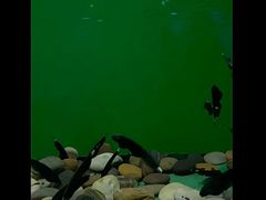 -青岛海底世界-水族馆