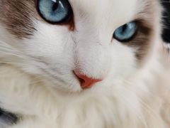 -猫力发电所·宠物专门店