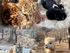 -大连森林动物园