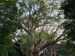 -瑞丽独树成林风景区