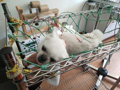 -北京观赏动物医院·24小时大型综合·猫专科·异宠专科