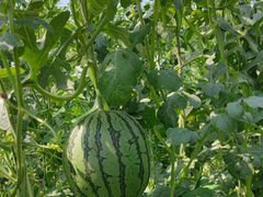 -庞各庄翠芳园西瓜蔬菜基地采摘园