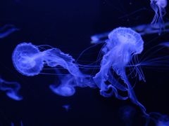 -成都浩海立方海洋公园