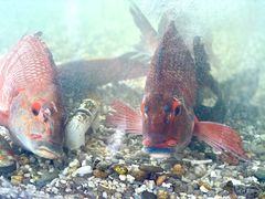 -Ducgo Live Seafood