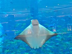 -亚特兰蒂斯-番红花自助餐厅·海鲜·刺身·小火锅