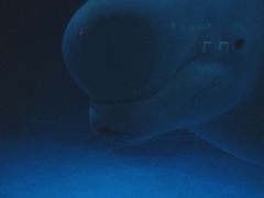 -海合安武汉极地海洋公园