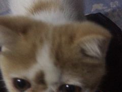 -猫大福·Fortune Cat猫舍(百子湾店)