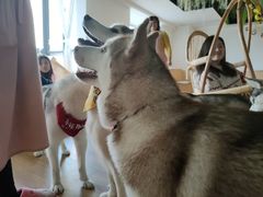 -Husky Go! 哈士奇体验馆·宠物咖啡厅狗咖
