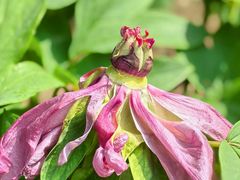 -国家植物园南园