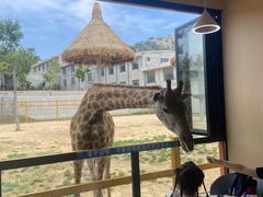 -西霞口神雕山野生动物世界