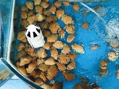 -晓伟海鲜家常菜