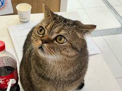 -纳吉亚猫专科动物医院博雅分院