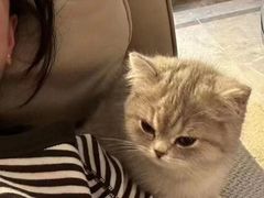 -Bastet sally猫舍购宠(静安店)