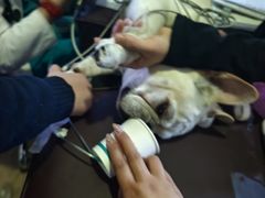 -美联众合动物医院·24h转诊中心