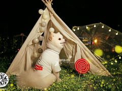 -超宠爱宠物摄影-Super pet