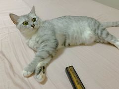 -宠物家(角门东店)