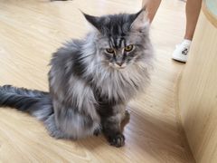 -猫和宫(六道口店)