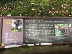 -阿里山神木遗迹