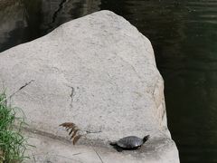 -碓臼峪自然风景区