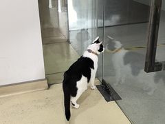 -艾贝尔宠物医院·24H转诊中心·肿瘤猫专科(江宁双龙店)