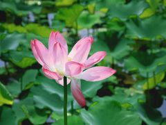 -荷塘月色湿地公园·向阳花洲