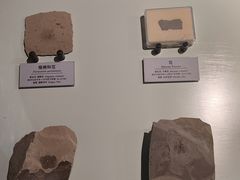 -正佳自然科学博物馆