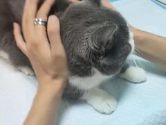 -A猫a狗全科·犬猫异宠·芥西宠物医院(南开总院)