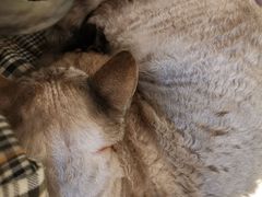 -momokira米努特·德文卷毛猫·棉花面纱犬