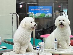 -北京观赏动物医院·24小时大型综合·猫专科·异宠专科