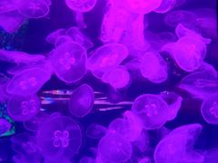 -左海海底世界