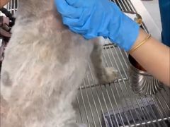 -贝康宠物医院·犬猫全科·小动物特色诊疗中心(东环路店)