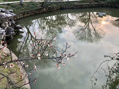 -林屋梅海青梅保护基地