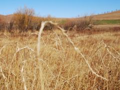 -塞罕坝国家级自然保护区