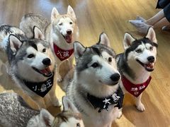 -Husky Go! 哈士奇体验馆·宠物咖啡厅狗咖