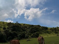-大姆山草场