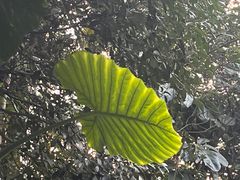 -金鸡山公园