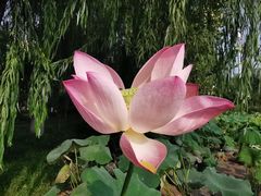 -莲花池公园
