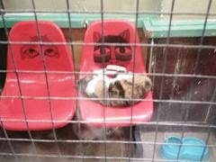 -猫咪博物馆(顶澳仔猫街店)