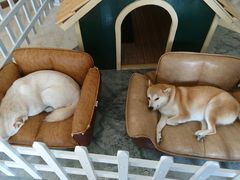 -上海崇明金茂凯悦酒店