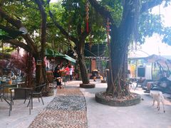 -柴犬高等学院·狗咖·柴犬售卖·宠物训练