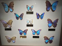 -上海昆虫博物馆